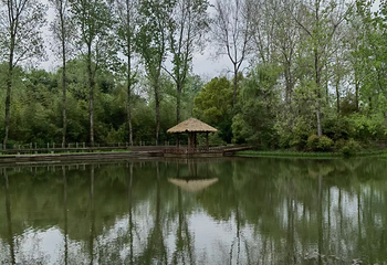 溱湖国家湿地公园第 59 张图片