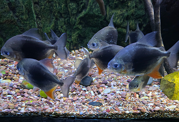 上海海洋水族馆第 144 张图片