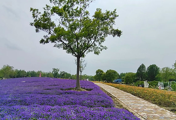 同里国家湿地公园第 79 张图片