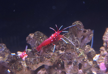 三亚亚特兰蒂斯失落的空间水族馆第 230 张图片