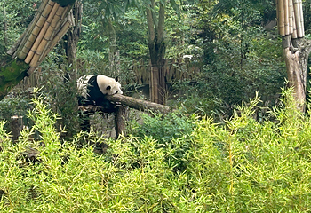 成都大熊猫繁育研究基地第 202 张图片
