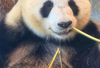 成都大熊猫繁育研究基地第 616 张图片