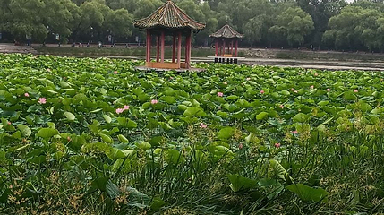 东北湖公园第 1 张图片