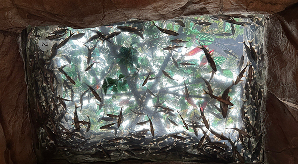 丹佛市区水族馆