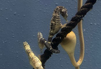 热那亚水族馆第 8 张图片