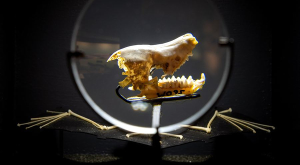 Waitomo Caves Museum