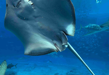 冲绳美丽海水族馆第 40 张图片