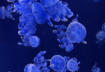 三亚亚特兰蒂斯失落的空间水族馆第 158 张图片