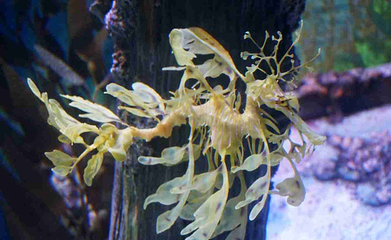上海海洋水族馆第 191 张图片
