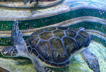 三亚亚特兰蒂斯失落的空间水族馆第 170 张图片