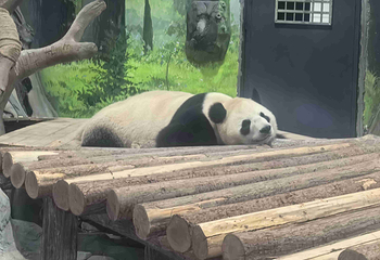 岳阳中华大熊猫苑第 38 张图片
