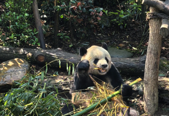 熊猫谷第 119 张图片