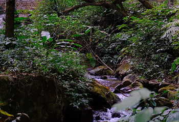 莫里热带雨林景区第 25 张图片