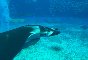 冲绳美丽海水族馆第 243 张图片
