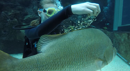 佛州水族馆第 30 张图片