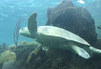 佛州水族馆第 34 张图片