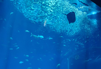 茨城县大洗水族馆第 32 张图片