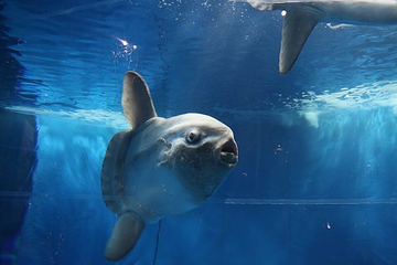 茨城县大洗水族馆第 20 张图片