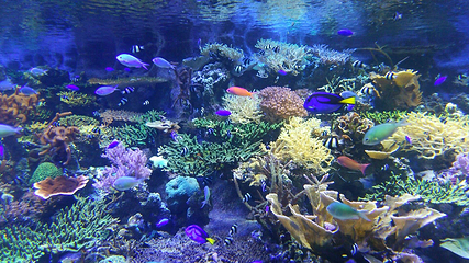 名古屋港水族馆第 21 张图片