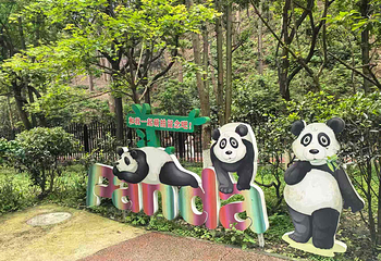 成都大熊猫繁育研究基地第 48 张图片