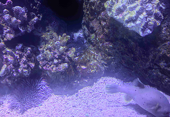 凯恩斯水族馆第 45 张图片