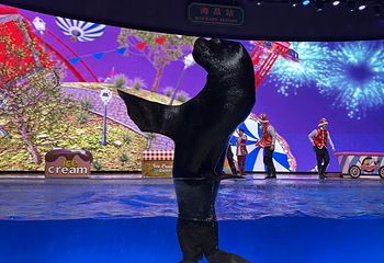 上海海昌海洋公园第 321 张图片