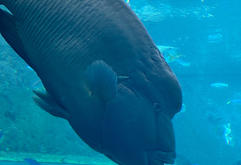 冲绳美丽海水族馆第 150 张图片