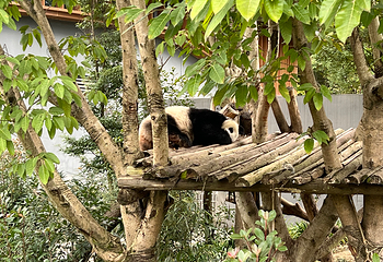 成都大熊猫繁育研究基地第 200 张图片