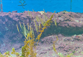 冲绳美丽海水族馆第 134 张图片