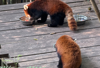 成都大熊猫繁育研究基地第 513 张图片