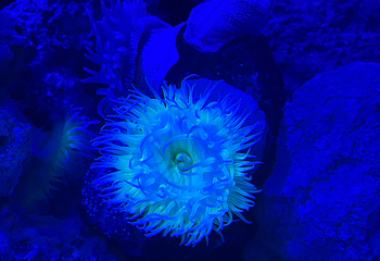 新加坡海洋生态馆第 115 张图片