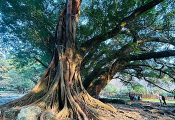 杨家溪第 25 张图片