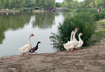北京温榆河公园第 45 张图片