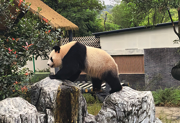 蜀南竹海第 64 张图片