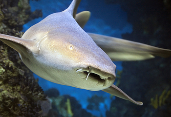 里昂水族馆第 7 张图片