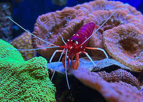 Loebbecke-Museum und Aquazoo