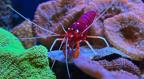 Loebbecke-Museum und Aquazoo