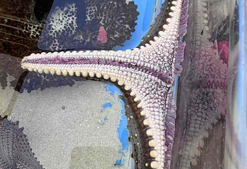 上海海洋水族馆第 207 张图片