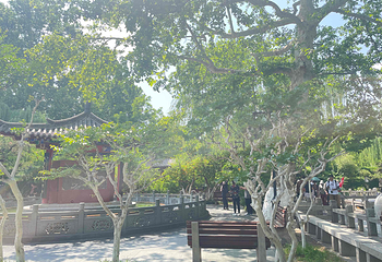 趵突泉景区第 250 张图片