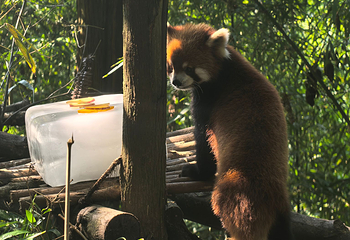 熊猫谷第 128 张图片
