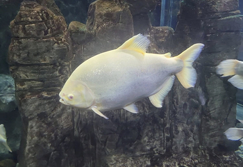 河内时代之城水族馆第 14 张图片