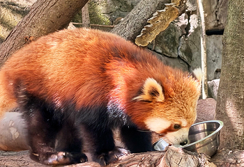 成都大熊猫繁育研究基地第 412 张图片