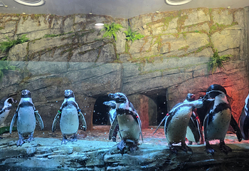 Sea Life COEX水族馆第 48 张图片