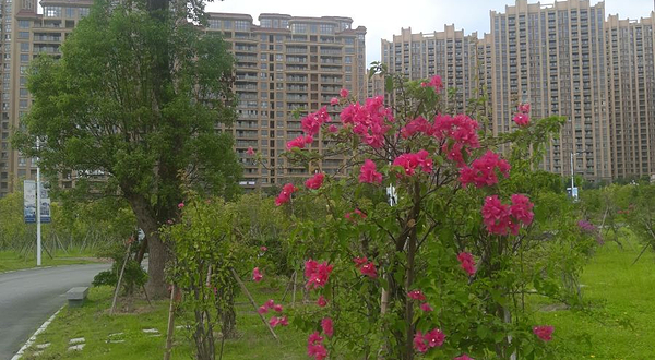 贵安花海拓展公园-三角梅园