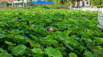 河南驻马店置地公园-中心岛