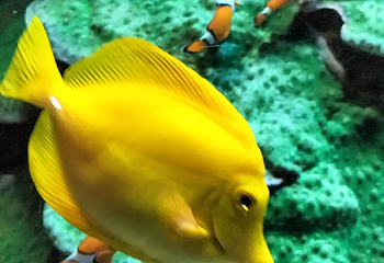 圣塞瓦斯蒂安水族馆第 13 张图片