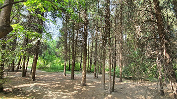 Prokhladnoye Mesto Botanicheskogo Sada