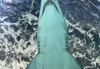 悉尼水族馆第 30 张图片