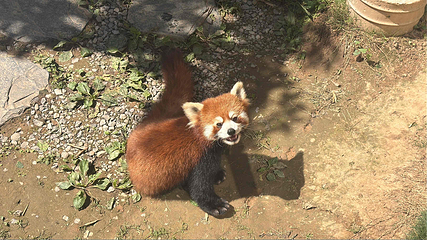小熊猫森林公园第 22 张图片
