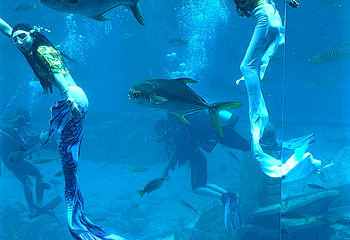 三亚亚特兰蒂斯失落的空间水族馆第 198 张图片
